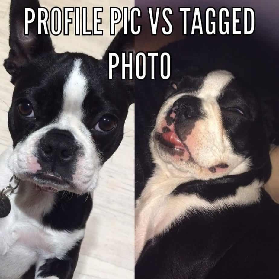 Boston Terrier Meme - profile pic vs tagged photo