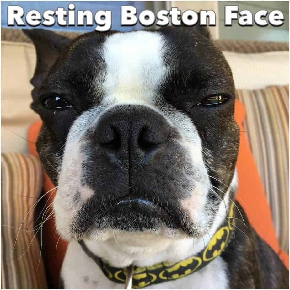 Boston terrier meme - resting boston face