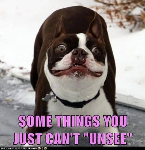 Boston Terrier Meme - Some things you just can't unsee