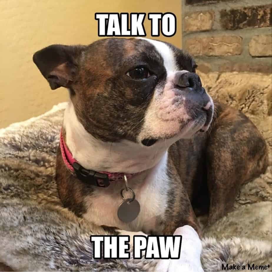 Boston Terrier Meme - Talk to the paw