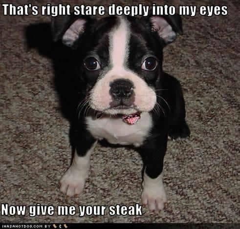 Boston terrier meme - that's right stare deeply into my eyes now give me your steak