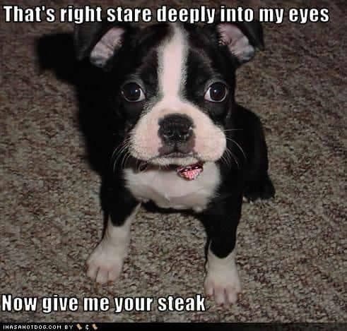 Boston Terrier Meme - That's right stare deeply into my eyes Now give me your steak