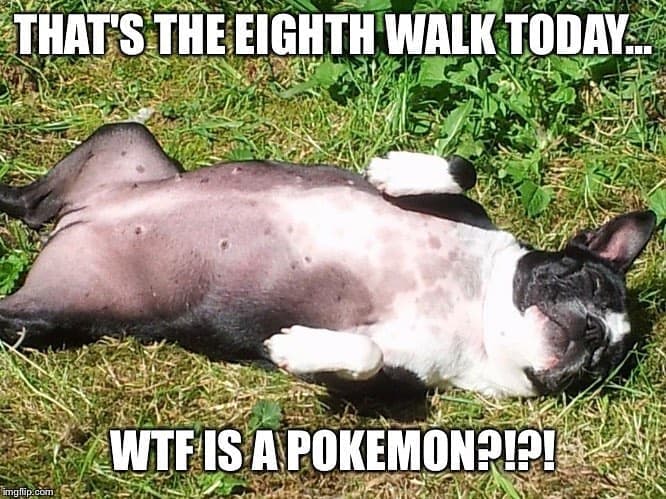 Boston terrier meme - that's the eighth walk today.. Wtf is a pokemon