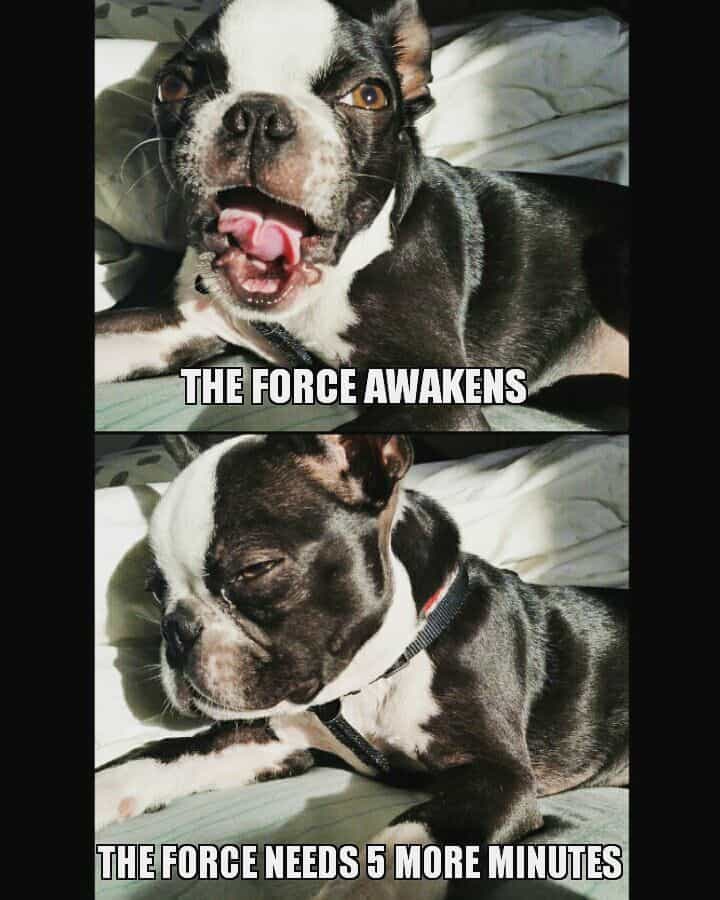 Boston terrier meme - the force awakens the force needs 5 more minutes