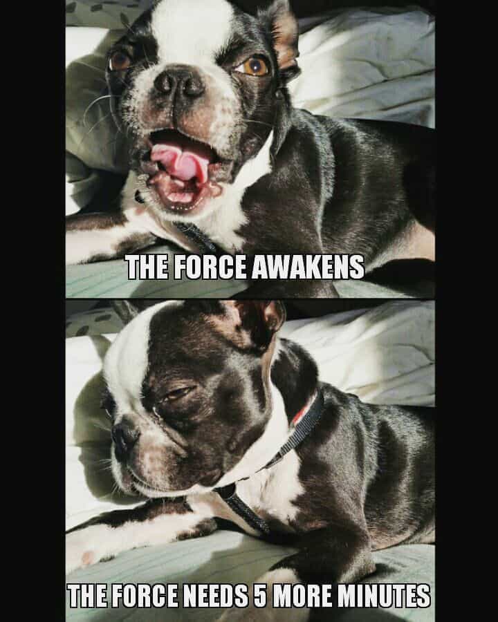 Boston Terrier Meme - The force awakens the force needs 5 more minutes