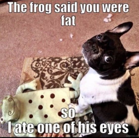 Boston terrier meme - the frog said you were fat so i ate one of his eyes