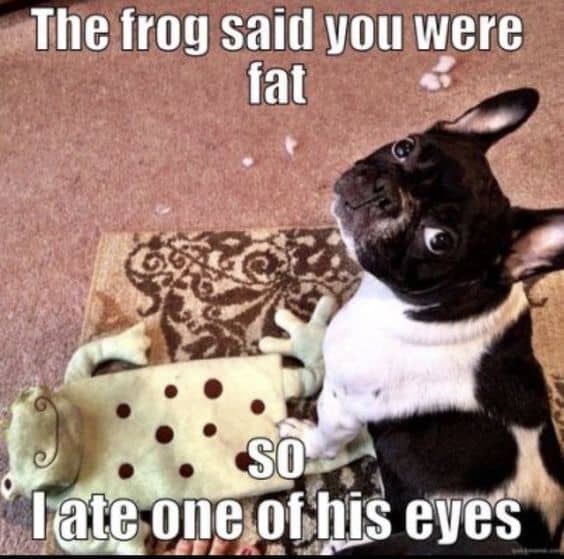 Boston Terrier Meme - The frog said you were fat so I ate one of his eyes