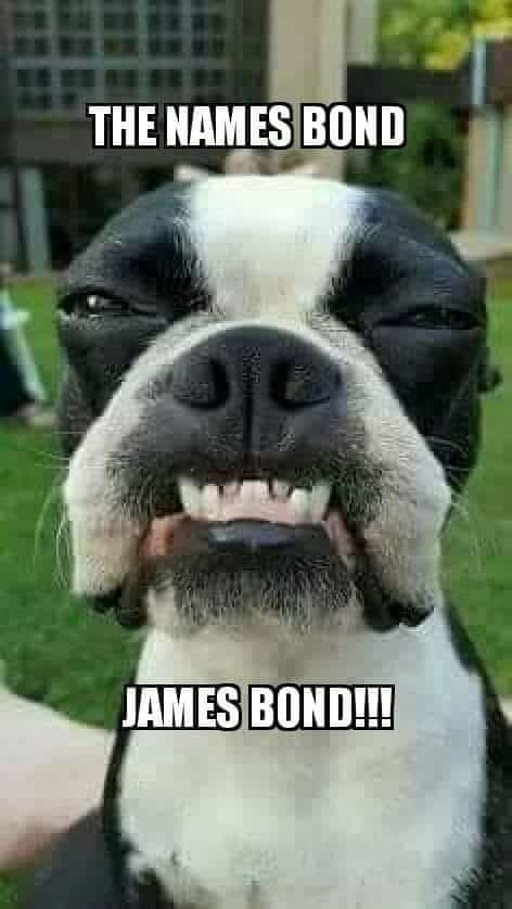 Boston terrier meme - the names bond james bond!!!