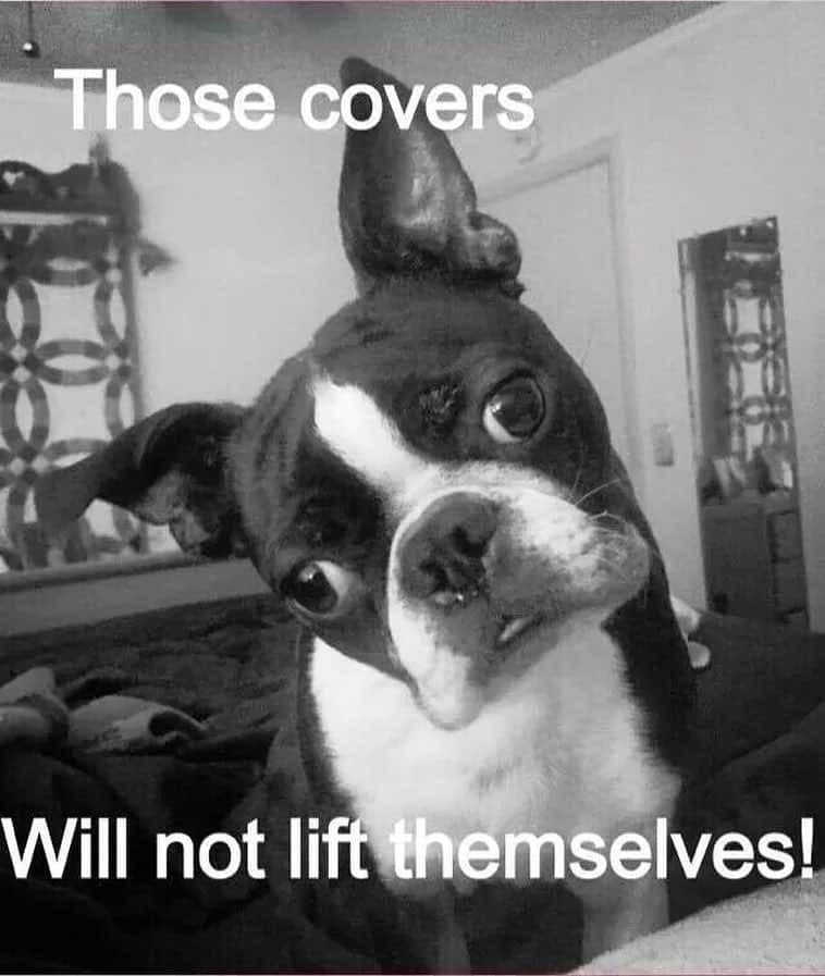 Boston Terrier Meme - Those covers will not lift themselves!