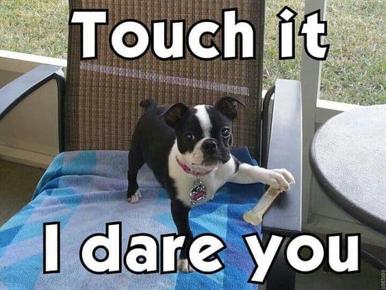 Boston Terrier Meme - Touch it I dare you