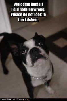 Boston terrier meme - welcome home!! I did nothing wrong. Please do not look in the kitchen.