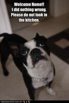 Boston Terrier Meme - Welcome home!! I did nothing wrong. Please do not look in the kitchen.