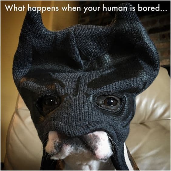 Boston terrier meme - what happens when your human is bored...