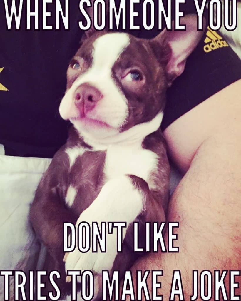 Boston terrier meme - when someone you don't like tries to make a joke