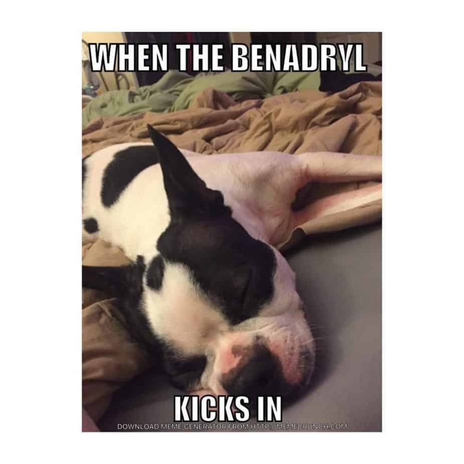 Boston terrier meme - when the benadryl kicks in