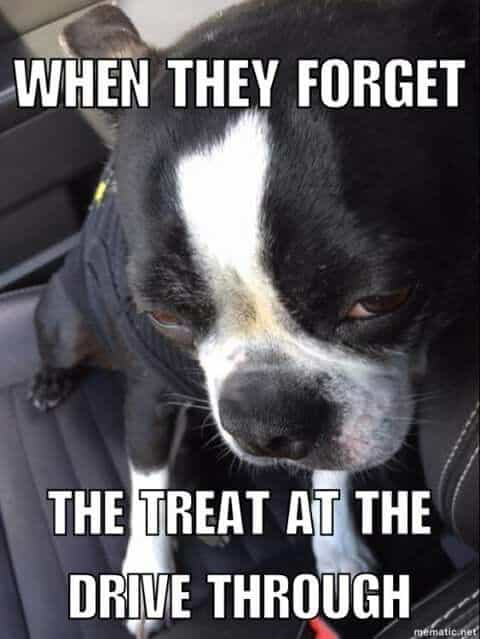 Boston terrier meme - when they forget the treat at the drive through