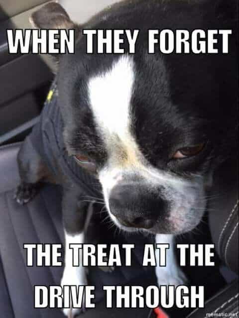 Boston Terrier Meme - When they forget the treat at the drive through