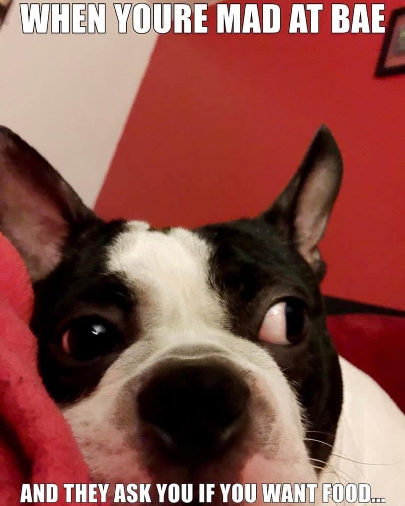 Boston terrier meme - when you're mad at bae and they ask you if you want food...