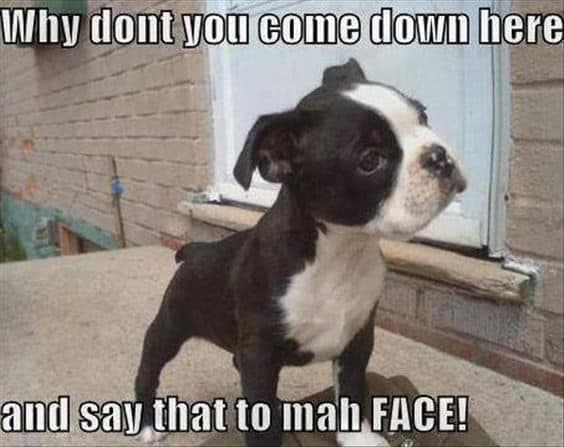 Boston terrier meme - why don't you coe down here and say that to mah face!