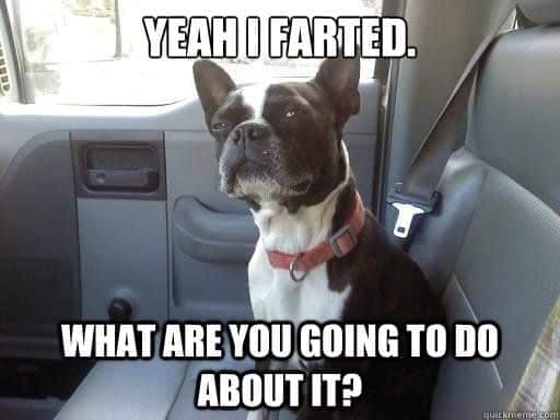 Boston Terrier Meme - yeah I farted. What are you gong to do about it