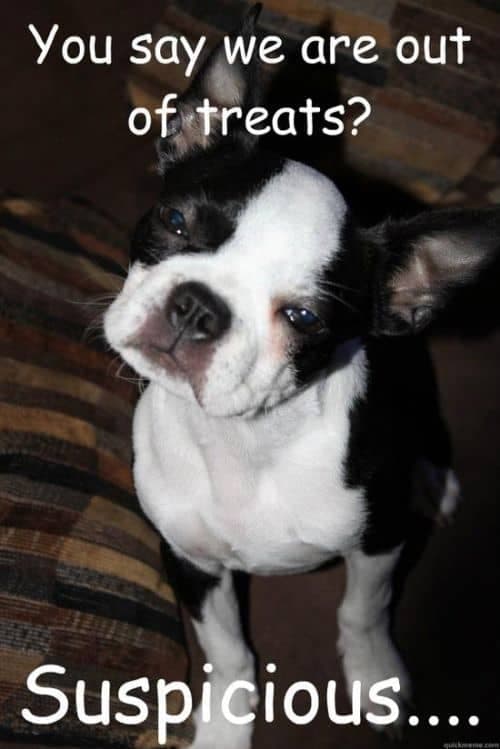 Boston terrier meme - you say we are out of treats suspicious