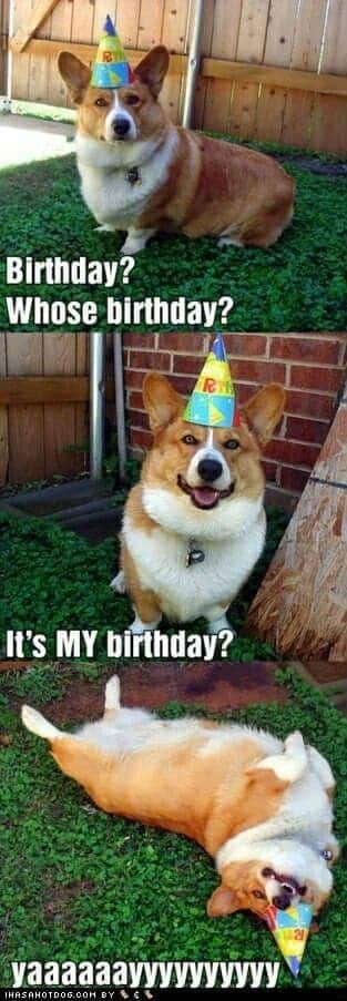 Happy birthday dog meme - birthday whose birthday it's my birthday yaaaaaaaaayyyyyyyyyyyyy