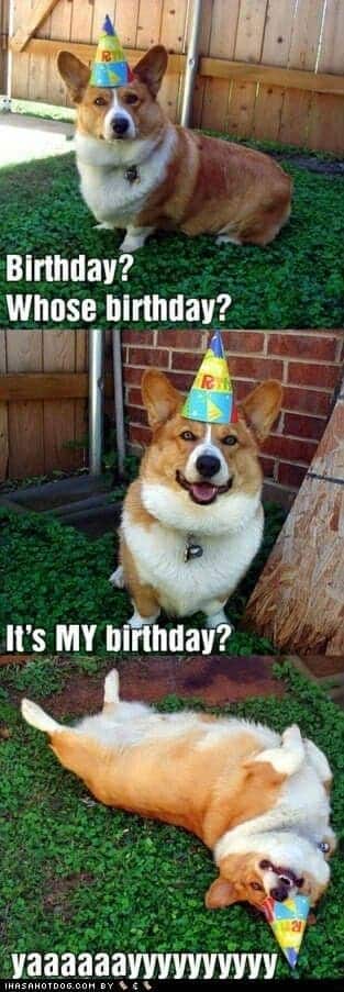 Happy Birthday Dog Meme - Birthday Whose birthday It's my birthday yaaaaaaaaayyyyyyyyyyyyy