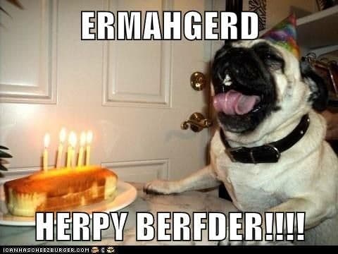 Happy birthday dog meme - ermahgerd herpy berfder!!!!