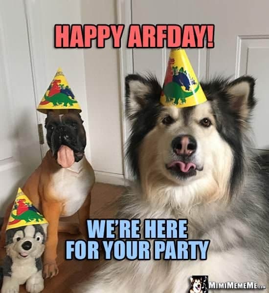 Happy Birthday Dog Meme - Happy Arfday! We're here for your party