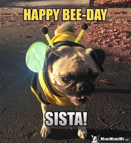 Happy birthday dog meme - happy bee-day sista!