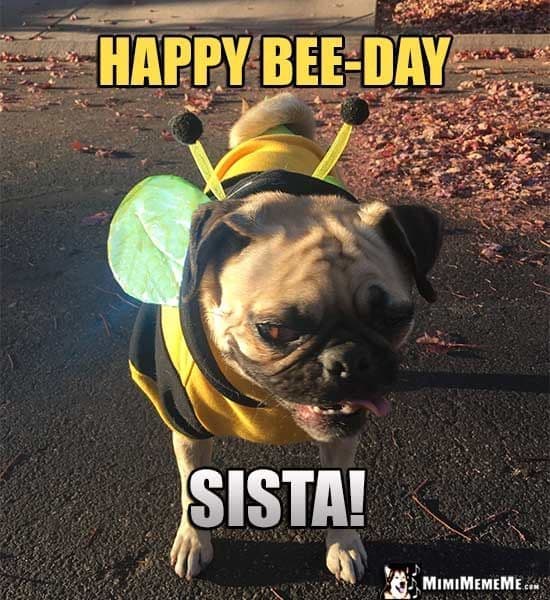 Happy Birthday Dog Meme - Happy Bee-day sista!