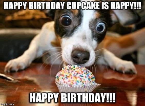 Happy birthday dog meme - happy birthday cupcake is happy happy birthday!!!