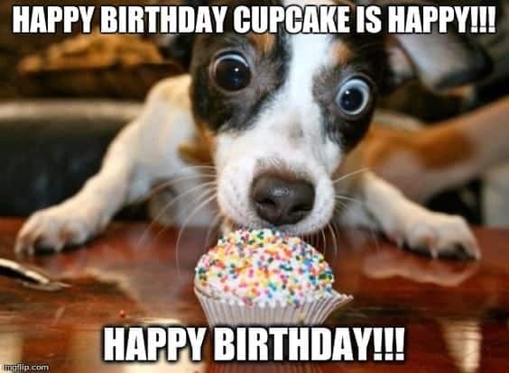 Happy Birthday Dog Meme - Happy birthday cupcake is happy happy birthday!!!