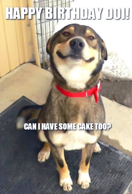 Happy Birthday Dog Meme - Happy Birthday Doi! Can I have some cake too