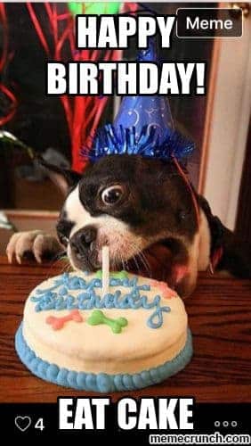 Happy birthday dog meme - happy birthday eat cake
