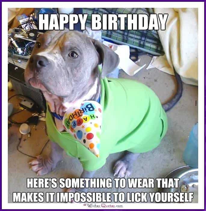 Happy Birthday Dog Meme - Happy Birthday Here's something to wear that makes it impossible to lick yourself