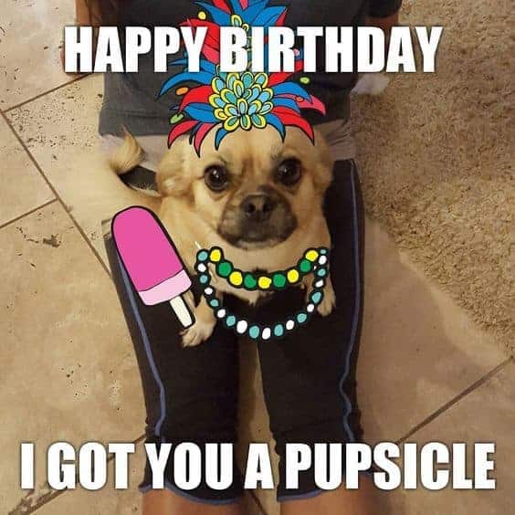 Happy birthday dog meme - happy birthday i got you a pupsicle