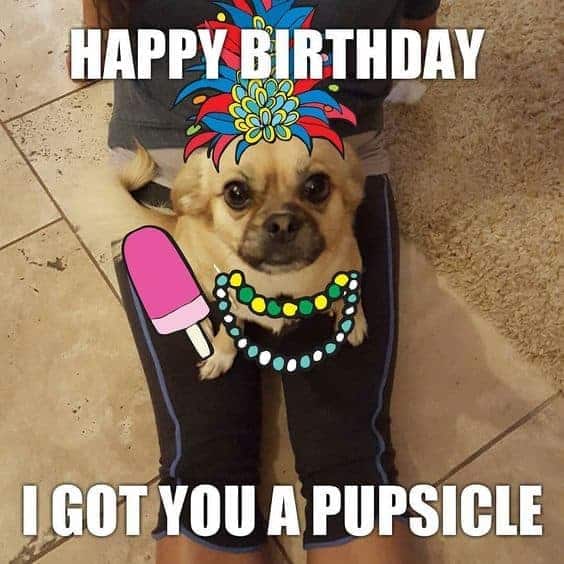 Happy Birthday Dog Meme - Happy Birthday I got you a pupsicle