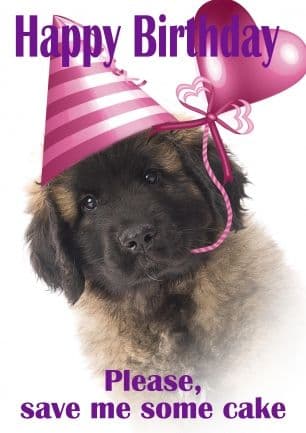 Happy Birthday Dog Meme - Happy Birthday Please, save me some cake