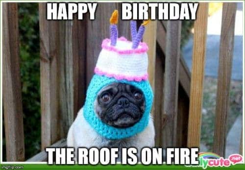 Happy birthday dog meme - happy birthday the roof is on fire
