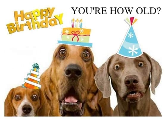 20 Happy Birthday Dog Memes That Will Make Your BarkDay Even Brighter ...