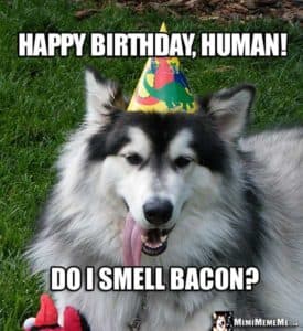 Happy birthday dog meme - happy birthday, human! Do i smell bacon