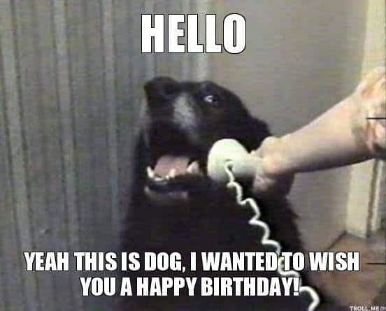 Happy Birthday Dog Meme - Hello yeah this is dog, I wanted to wish you a happy birthday