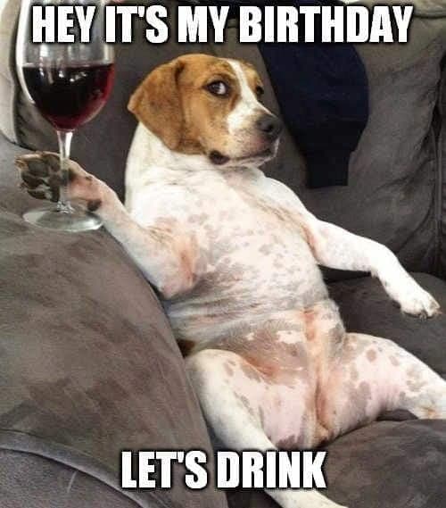 Happy birthday dog meme - hey it's my birthday let's drink