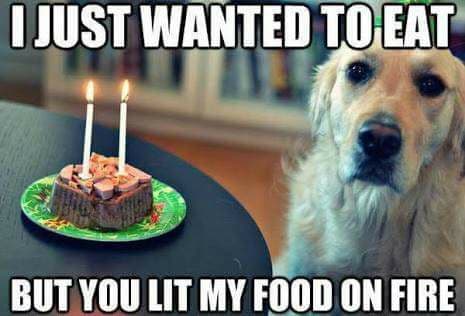 Happy birthday dog meme - i just wanted to eat but you lit my food on fire