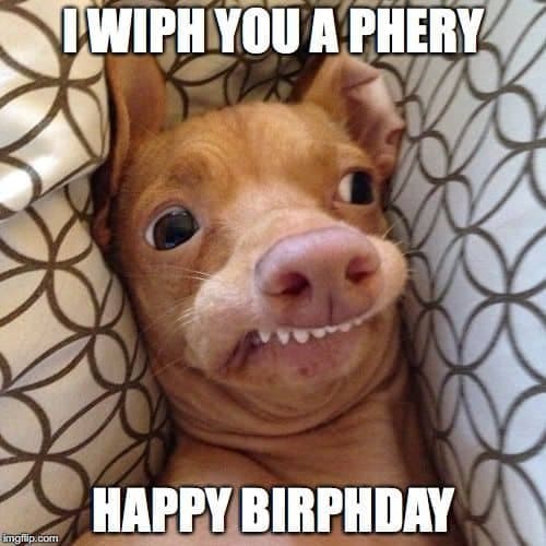Happy birthday dog meme - i wiph you a phery happy birphday