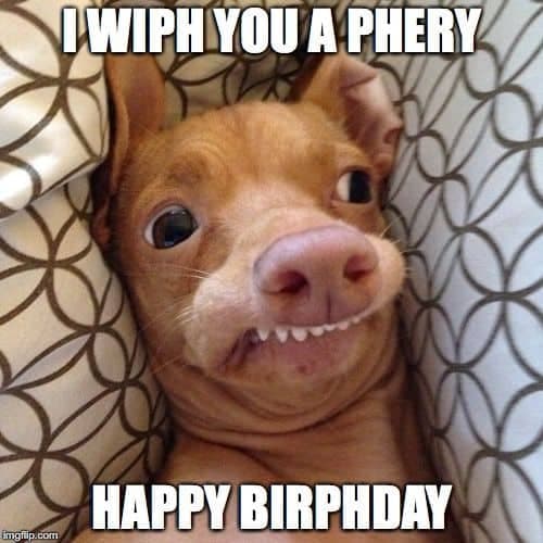 Happy Birthday Dog Meme - I wiph you a phery happy birphday