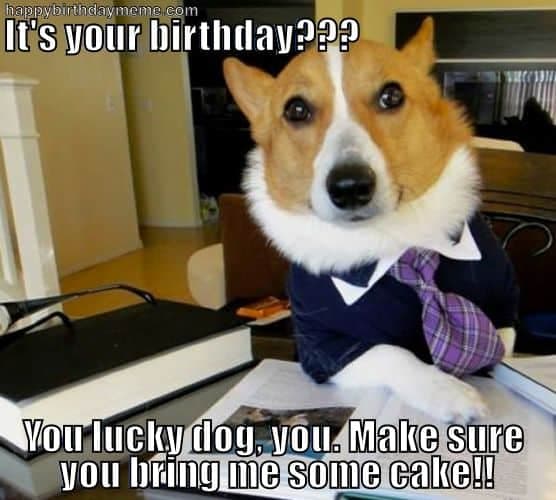 Happy Birthday Dog Meme - It's your birthday you lucky dog you make sure you bring me some cake!!