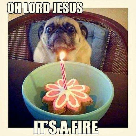Happy birthday dog meme - oh lord jesus it's a fire