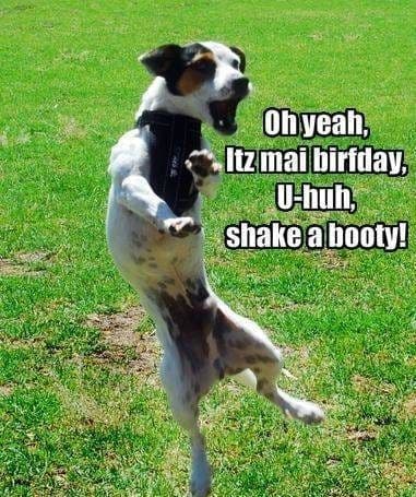 Happy birthday dog meme - oh yeah, itz mai birfday, u-huh, shake a booty!